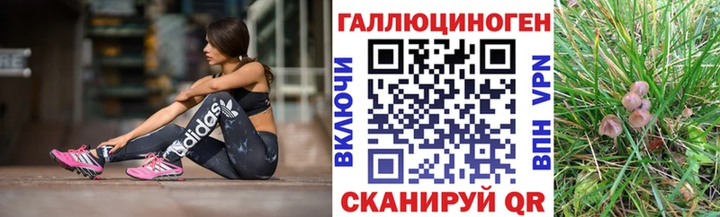 цена   Козельск  Галлюциногенные грибы Cubensis 